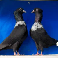 کلاغ رسمی خطی   سینه  کله