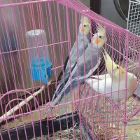 عروس هلندی نر و ماده دستی