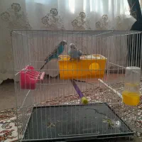 مرغ عشق|پرنده|تربت‌حیدریه, پایانه مسافربری تربت حیدریه|دیوار