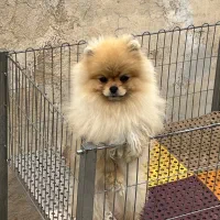 پامرانین خرسی وارداتی کشش