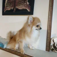 سگ پامرین|سگ|گرگان, |دیوار