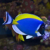 ماهی اب شور ابشور .جراح. فرشته . و غیره|ماهی|تهران, امیر بهادر|دیوار