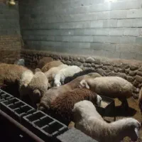 بره نر