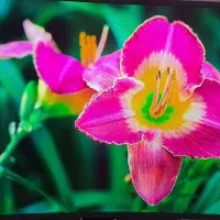 Samsung 49LEDهوشمند سامسونگ