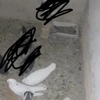 کبوتر