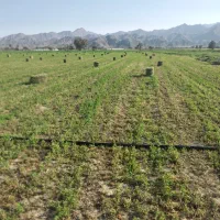 یونجه. بید پرس شده