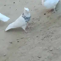 کبوتر طوقی جفتی یه تومان