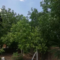 3000متر گود گویم