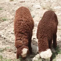 بره یا گوسفند