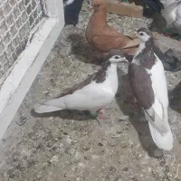 زرد کرمونی|پرنده|تربت‌حیدریه, ۴۵ متری|دیوار