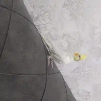 عروس هلندی دستی|پرنده|فرخ‌شهر, |دیوار