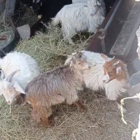 چند راس کره نر خوش سو خورنده