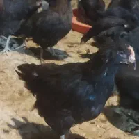 جوجه گلپایگان تاقچه 110روزه مرغ خروس سیاه جهادی|حیوانات مزرعه|مشهد, وکیل‌آباد|دیوار