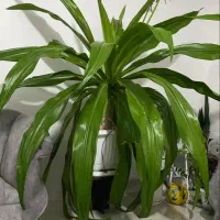 گل سوسن چتری (سوسن عنکبوتی)