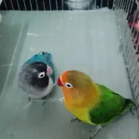 یک جفت طوطی برزیلی|پرنده|رشت, حمیدیان|دیوار