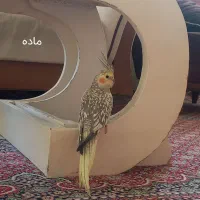 عروس هلندی نروماده|پرنده|مشهد, شهرک شیرین|دیوار