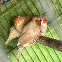 فنچ زبرا نروماده سالم وسلامت|پرنده|ری, شهرک نظامی|دیوار