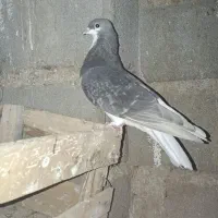 کفتر|پرنده|شیراز, برمشور علیا|دیوار