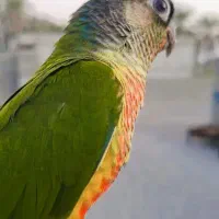 طوطی گرینچیک|پرنده|شمیل, |دیوار