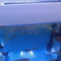 اکواریوم|ماهی|نقده, |دیوار