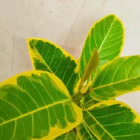 گلسرا|گل و گیاه طبیعی|قم, شاد قلی|دیوار