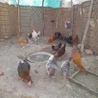 فروش تعدادی جوجه ومرغ و خروس|حیوانات مزرعه|بافت, |دیوار
