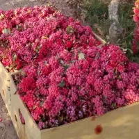 زرشک تازه قاینات شرعی رسید