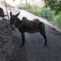 خر نر الاغ|حیوانات مزرعه|سنندج, |دیوار