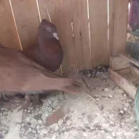 کفتر راعبی یا رواعب