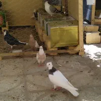 طوقی|پرنده|اصفهان, شهرستان|دیوار