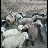 بره نر  و ماده