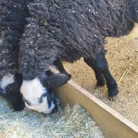 فروش ب‌ره نر