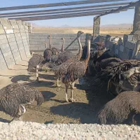 فروش شترمرغ زنده