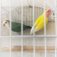 طوطی برزیلی مولد
