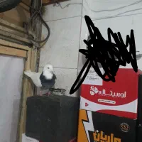 نر تهرانی|پرنده|بروجرد, |دیوار