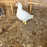 ساده امری و سبز|پرنده|سبزوار, امیر کبیر|دیوار