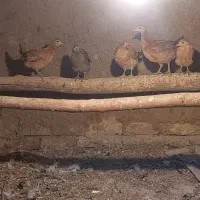 مرغ وبلدرچین و اردک محلی|حیوانات مزرعه|الوند, |دیوار