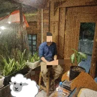 گوسفند زنده