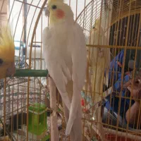 عروس هلندی