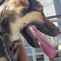 سگ ژرمن شپرد