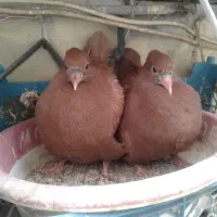 کفتریا کبوتر سینه ای زرد سرخ جوجه|پرنده|ری, شهرک نظامی|دیوار