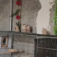فنچ