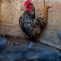خروس سبرایت گلد