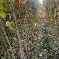 صنوبر نیقرا|خدمات پیشه و مهارت|کشاورز, |دیوار