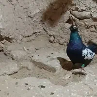 سینه سیاه