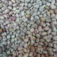 گندم پیشگام ولوبیا چتی|عمدهفروشی|آباده, |دیوار