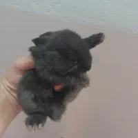 خرگوش