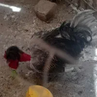 خروس گردن لخت نژاد دار سن یکسال‌‌