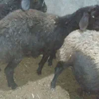 بره نر و قوچ|حیوانات مزرعه|قیدار, |دیوار