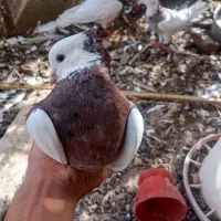 کبوتر